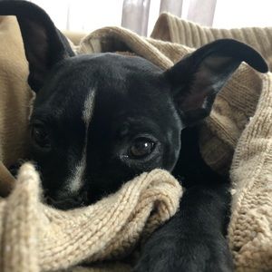 Meet your Posher, Molly